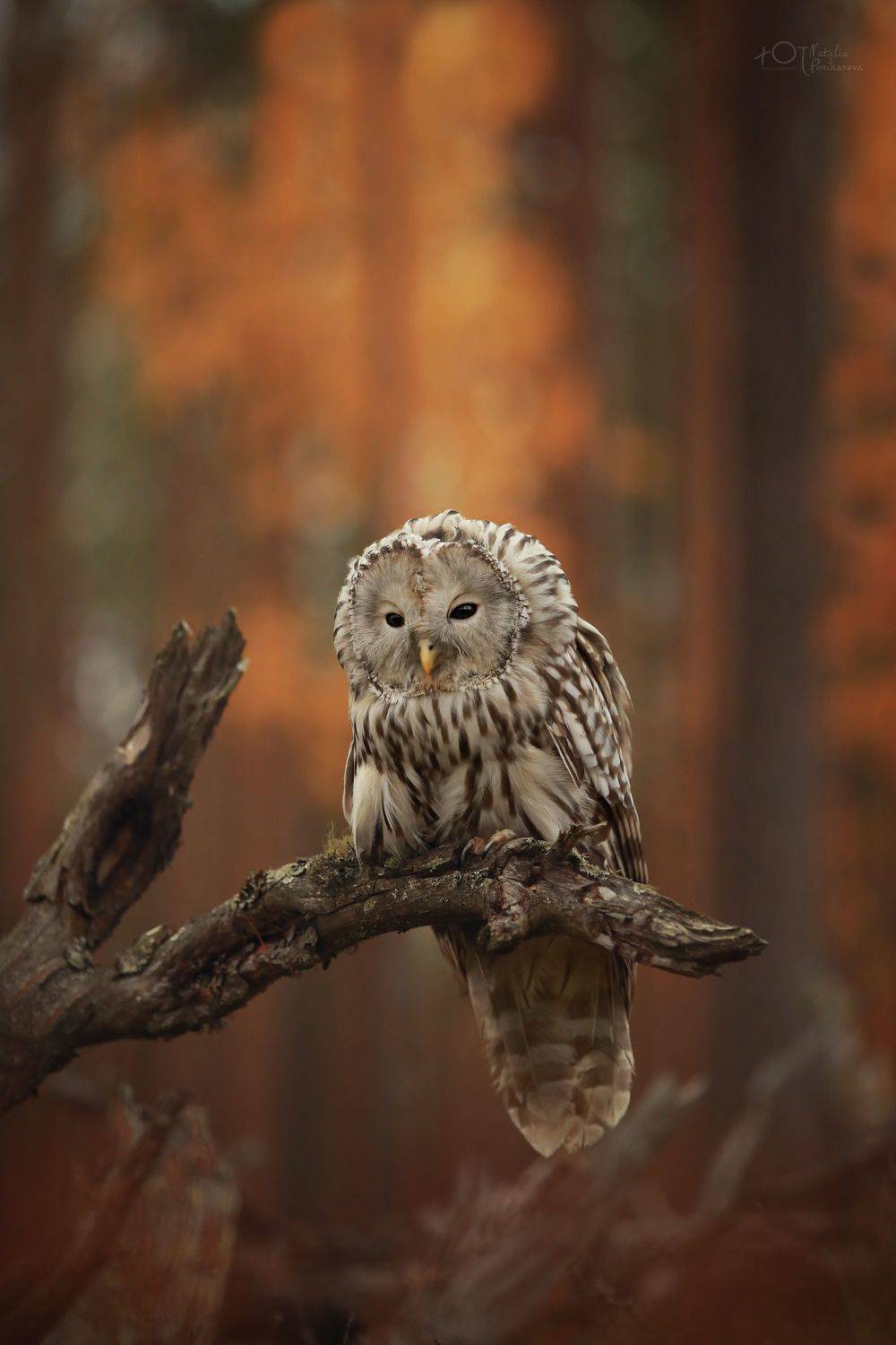 , Наталия Поникарова