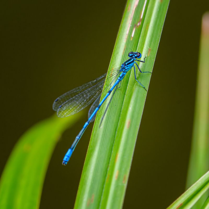 Damselfly фото превью