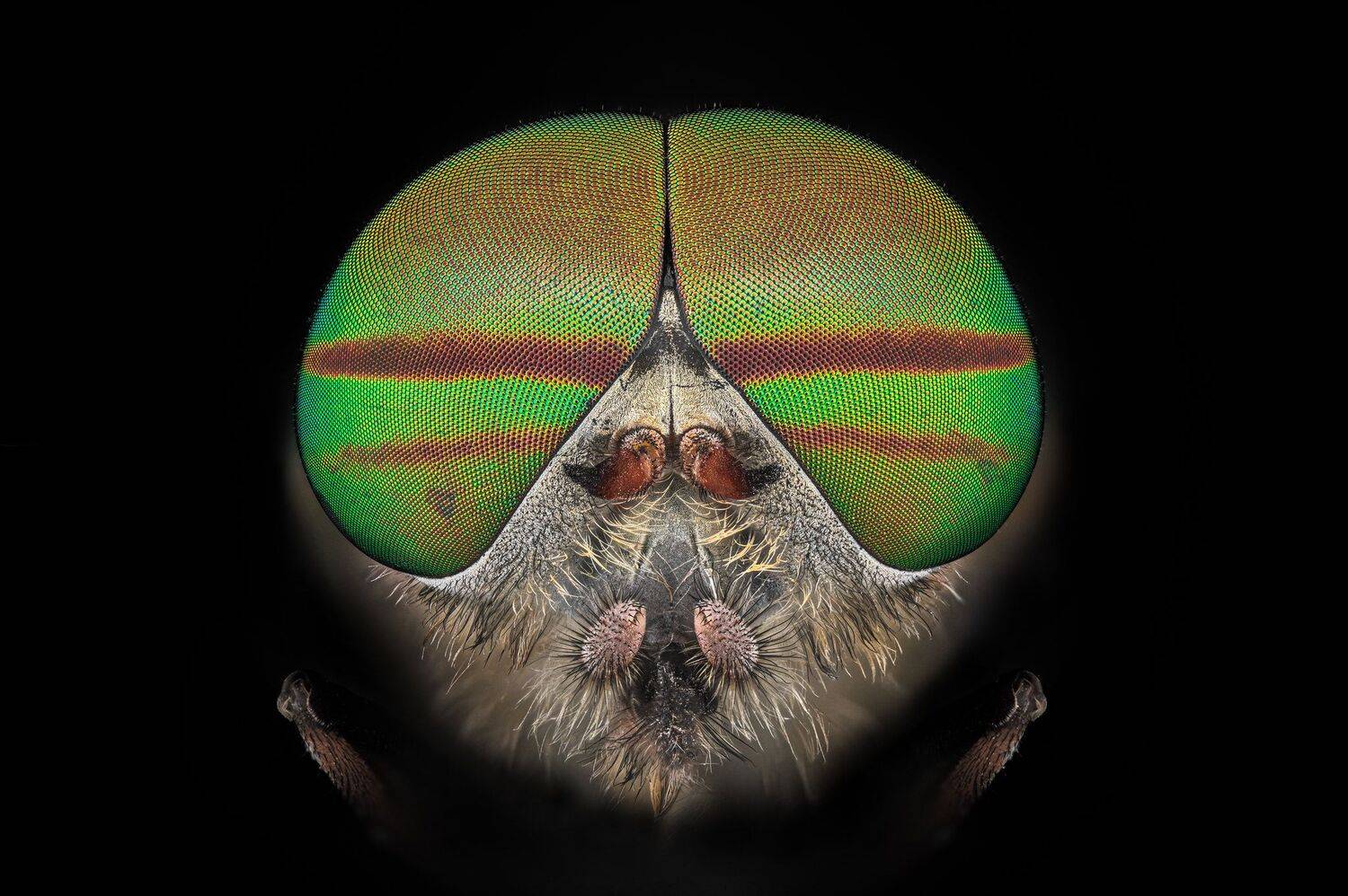 ceclii,macro,nikonz6ii, Tsvetan Ganev