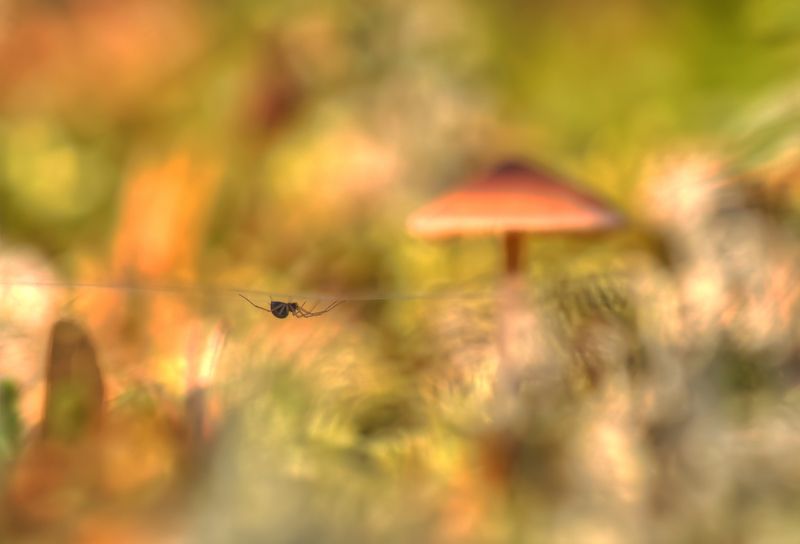 В осенних муарах :) фото превью