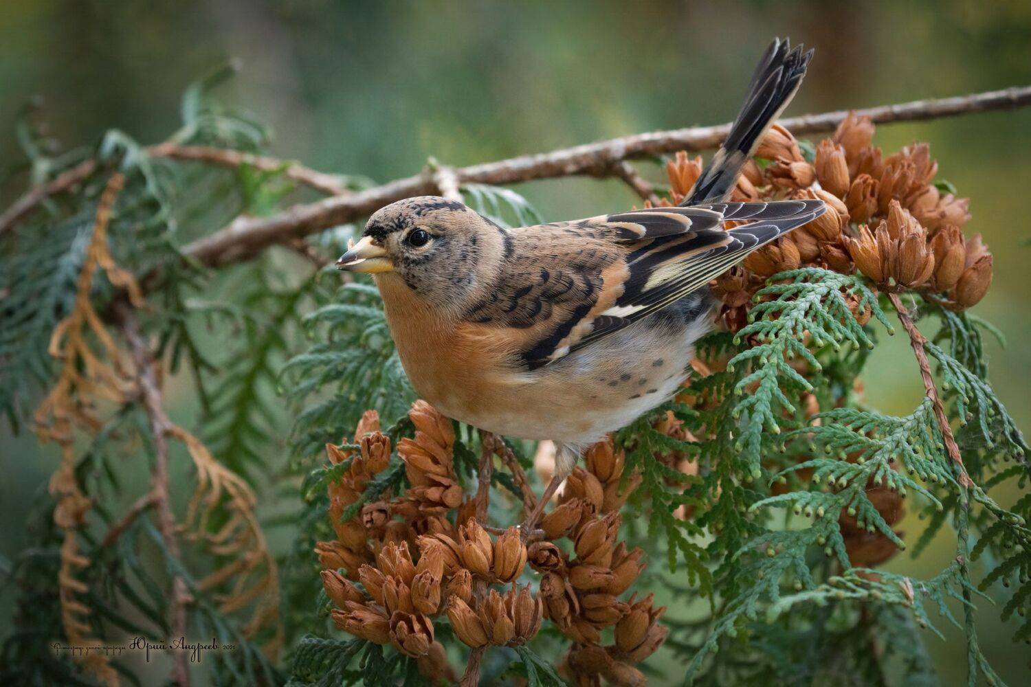 юрок, вьюрок, семейство вьюрковых, певчая птица,туя, Юрий Андреев