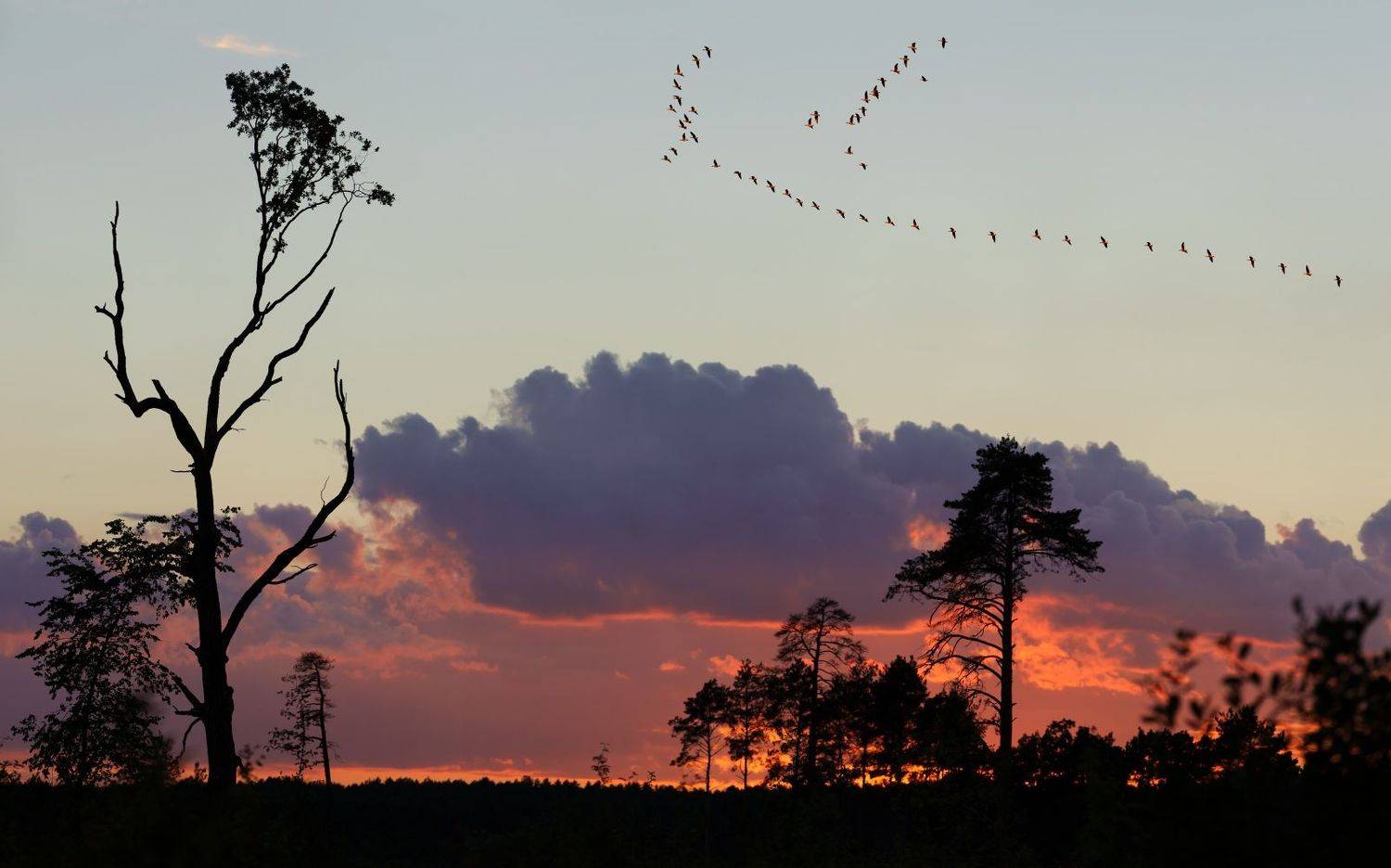 , Никитин Николай