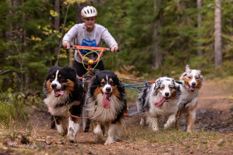 упряжка, собаки, спорт, скутеринг, ездовойспорт, гонкинасобачьихупряжках, гонки, собаки, Гонки на собачьих упряжках. Драйленд фото превью