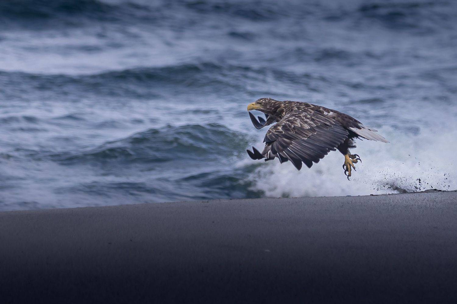 erne, eagle, bird, bird watching, nature, wild life, Roman Bevzenko