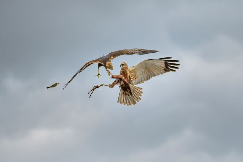 болотный лунь,битва,бой,хищник,circus aeruginosus,в воздухе Разборка самцов фото превью