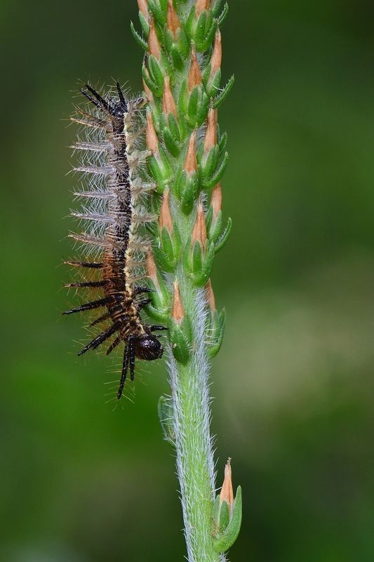 denis moura, mogi das cruzes, brasil Lagarta фото превью