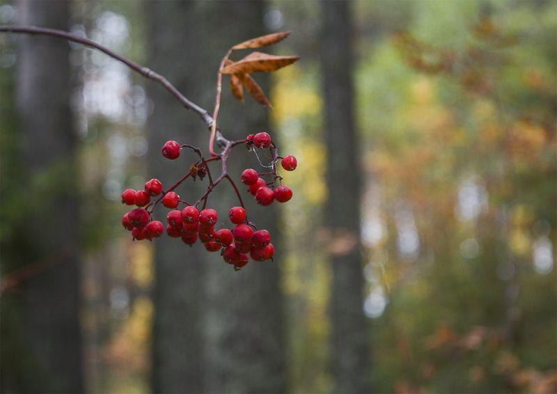 Рябина в осеннем лесу. фото превью