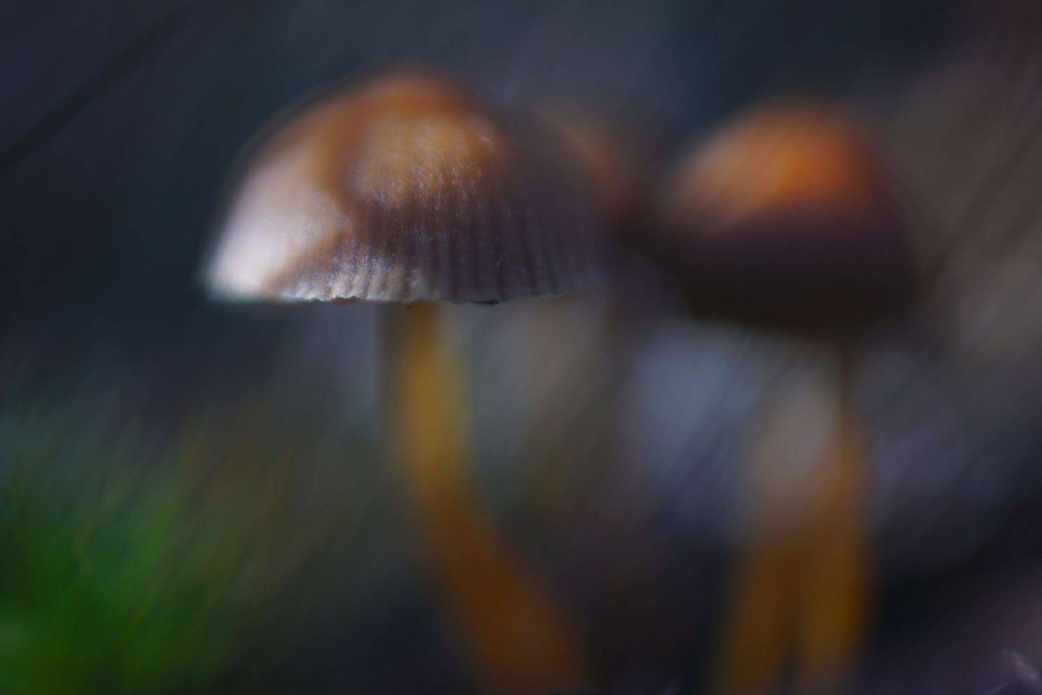 лес, гриб, поганки, осень, макро, Виктор Квасов