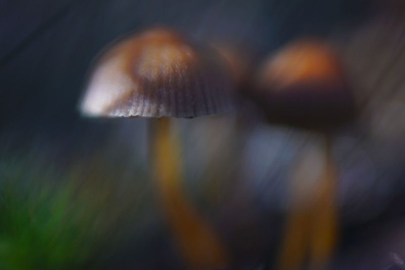 лес, гриб, поганки, осень, макро Живописные поганки фото превью