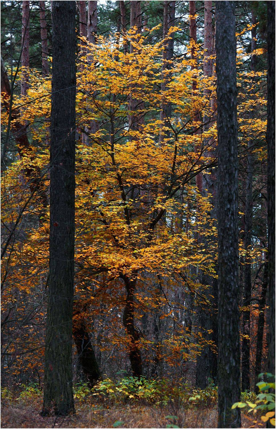 , Владимир Краснов