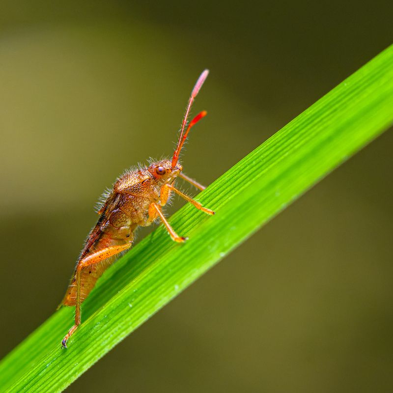 Hyaline Grass Bug фото превью