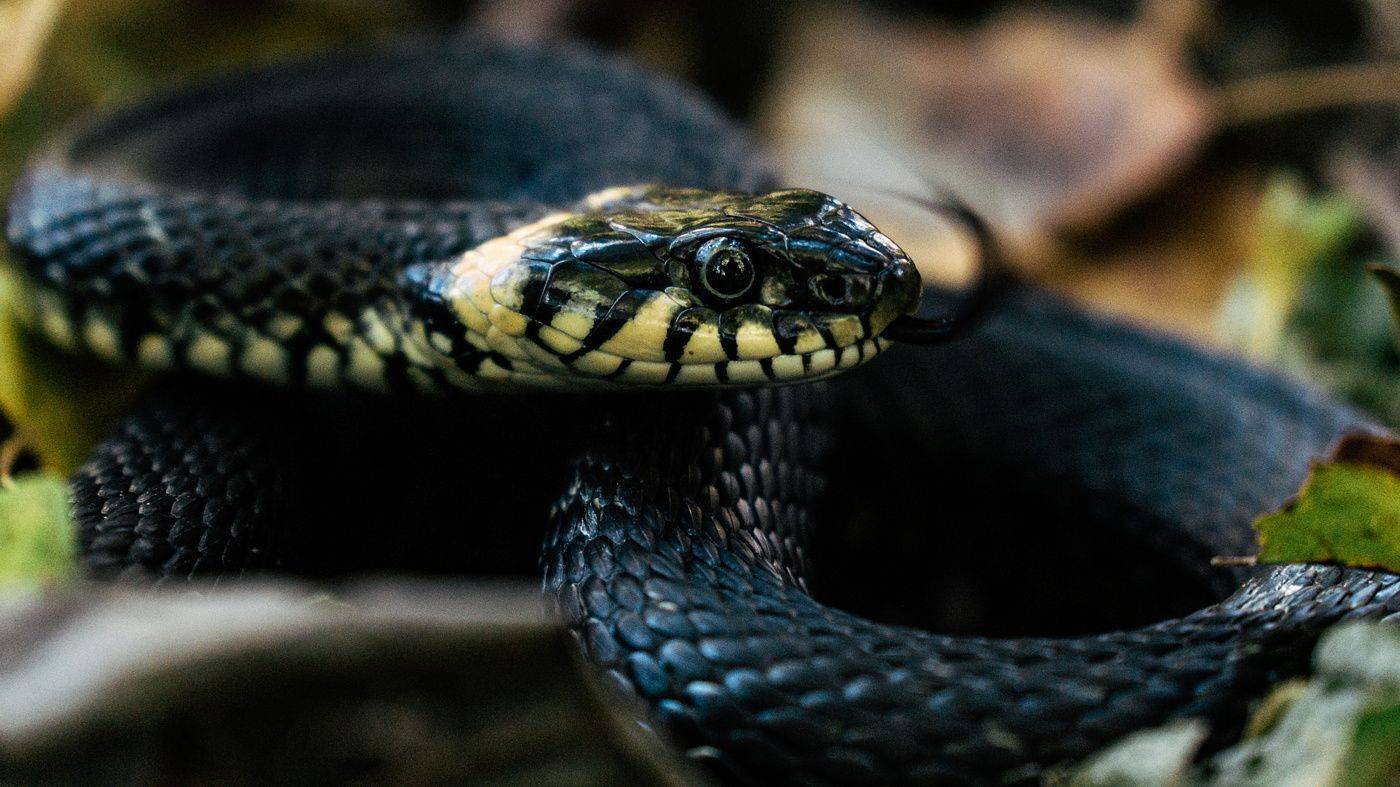 , Юрий Вертиков