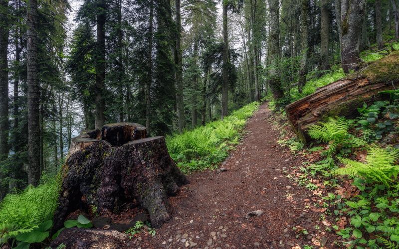 пейзаж Древний лес фото превью