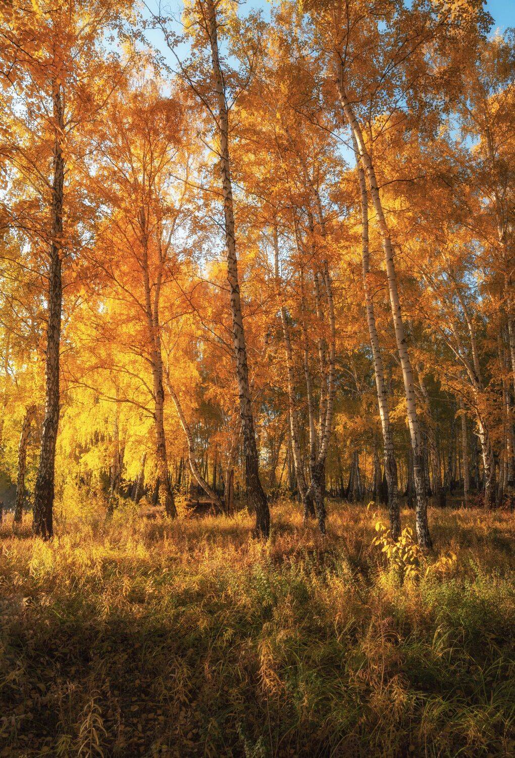 осень, пейзаж, деревья, свет, Евгений Гецев