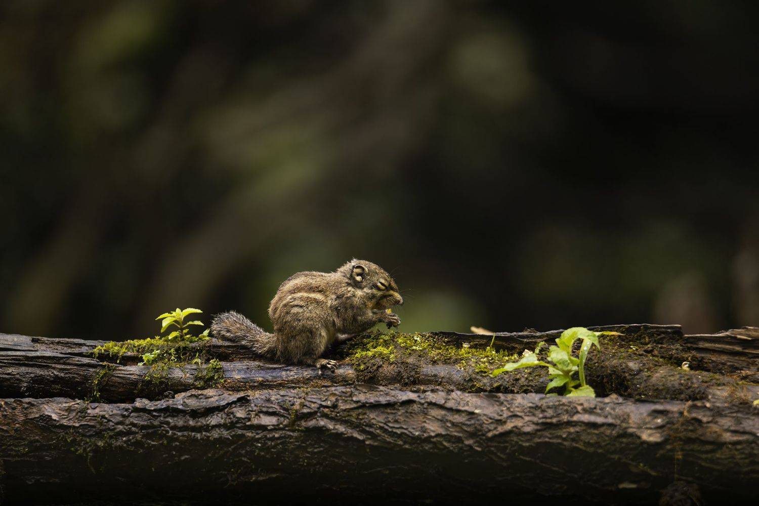 chipmunk, animals, nature wildlife, outdoors, cute, животные, бурундук, природа, Токарев Олег