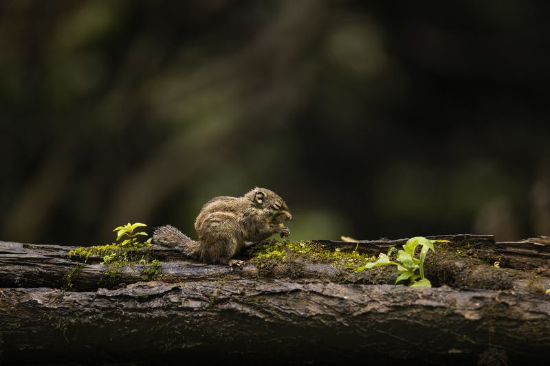 chipmunk, animals, nature wildlife, outdoors, cute, животные, бурундук, природа Наслаждение фото превью