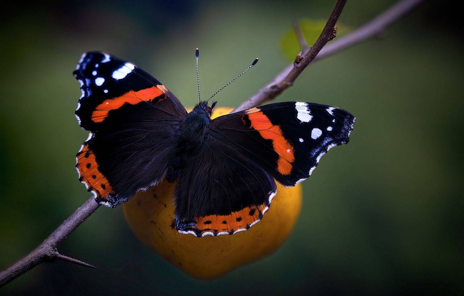 vanessa atalanta, Eugenijus Kavaliauskas