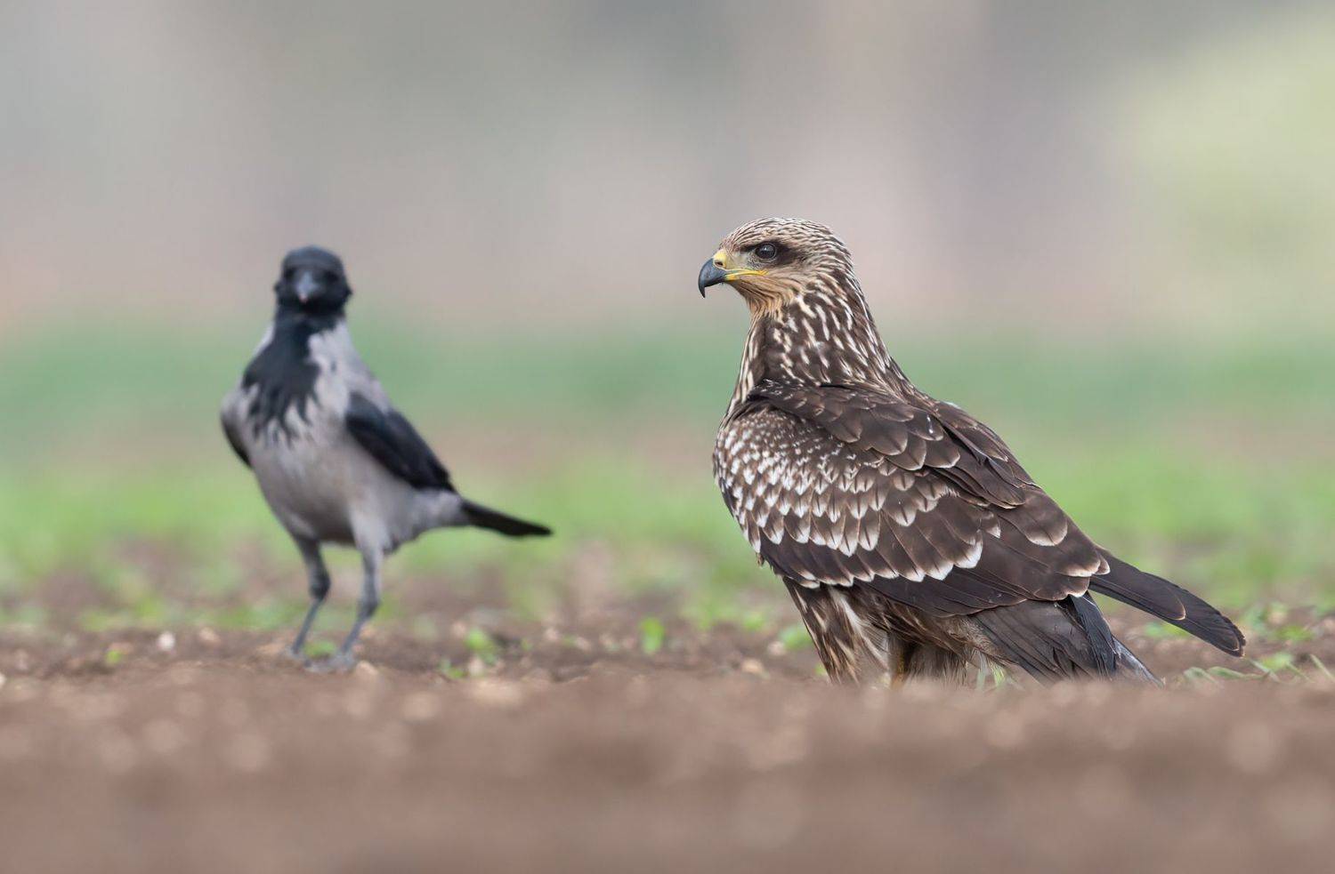 , Евгений Фруман