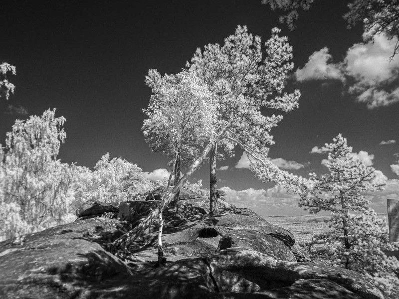 Шиханы, черно-белое, ir, инфракрасное фото, дерево, Урал, Аракульские шиханы, скалы Шиханы фото превью