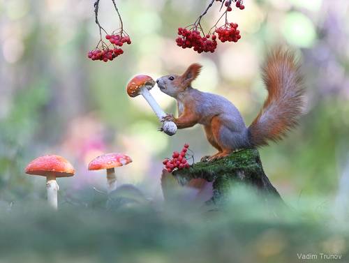 Белка и мухомор