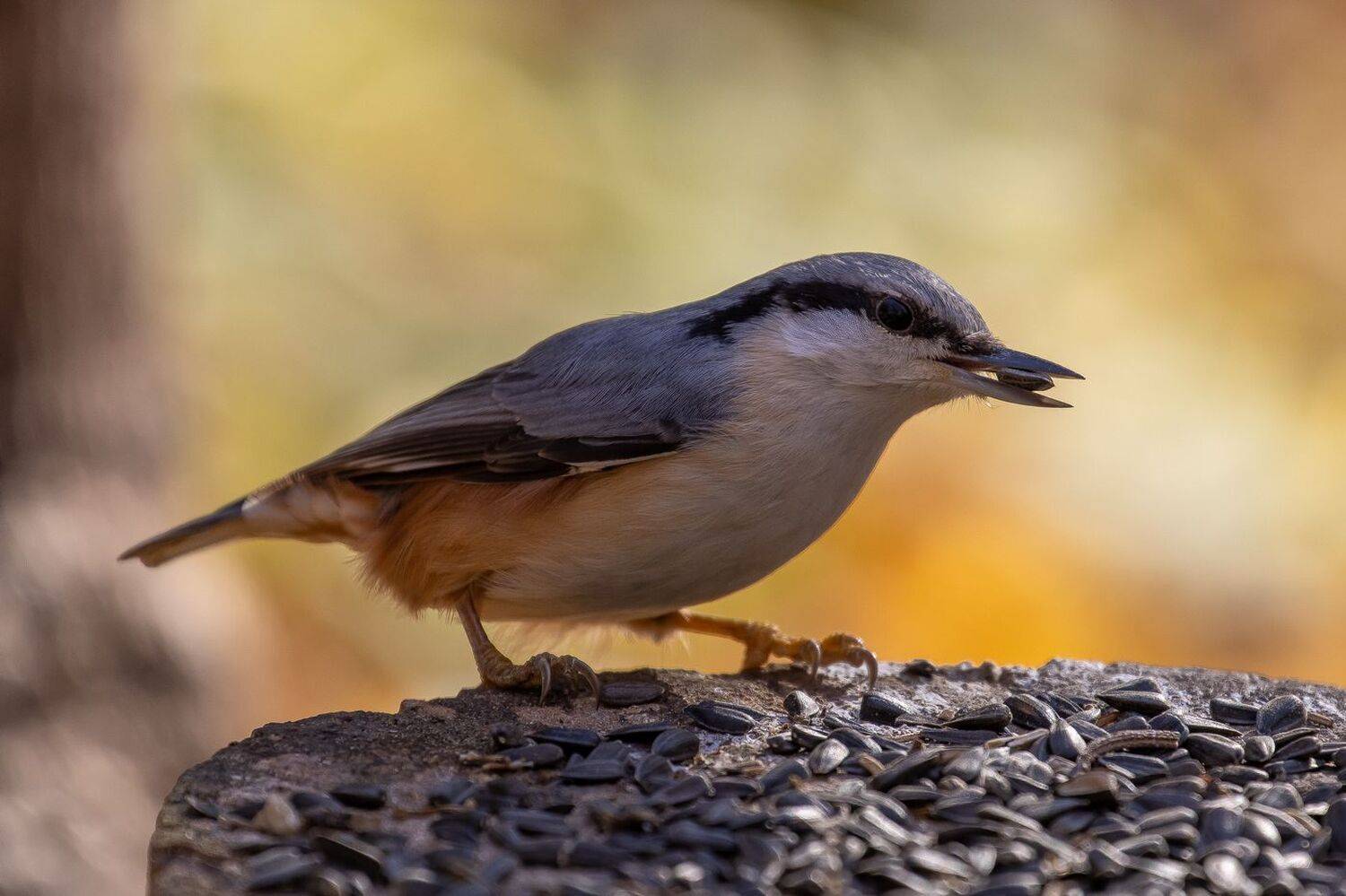 , Кузнецов Дмитрий