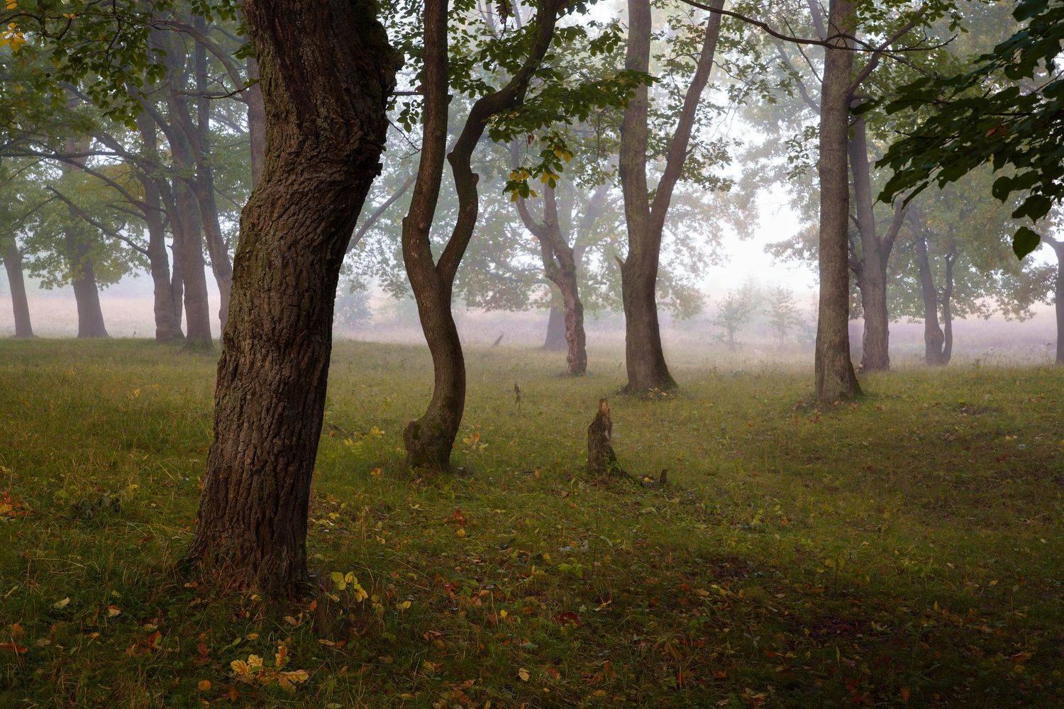 лес, осень, туман, деревья, Григорий Бельцев