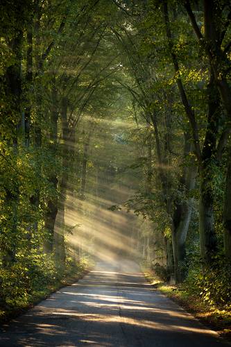 Misty Road