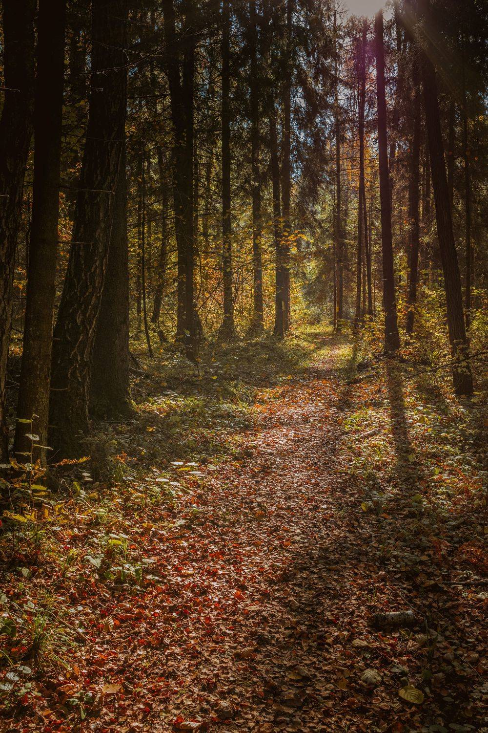 пейзаж, осень, краски осени, лес, лесная тропа, солнце, Владимир Фирсов