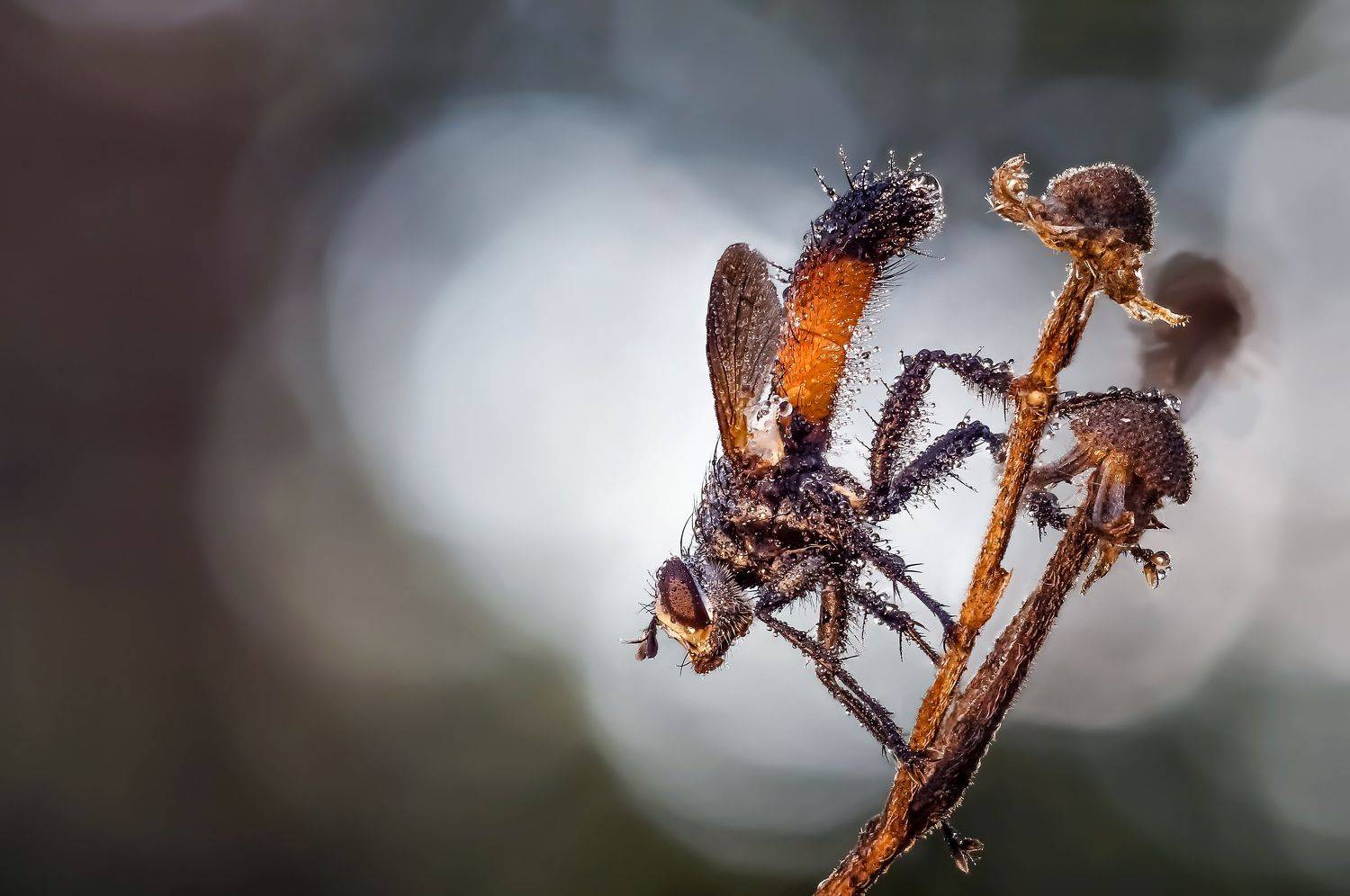 , Чепленко Алексей