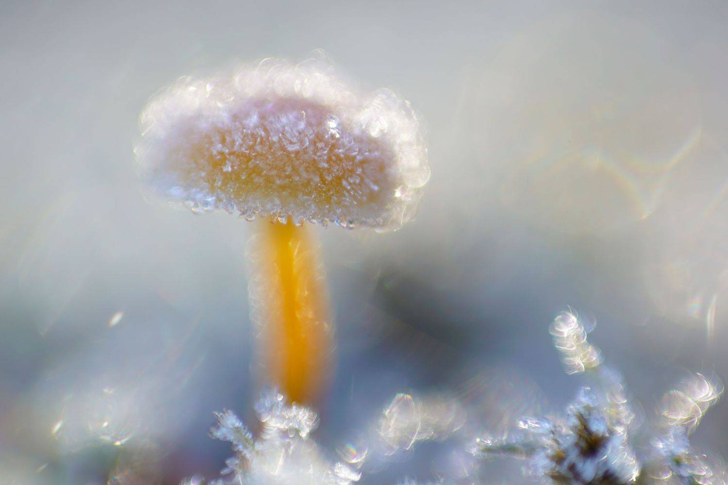 лес, поганки, гриб, осень, Виктор Квасов