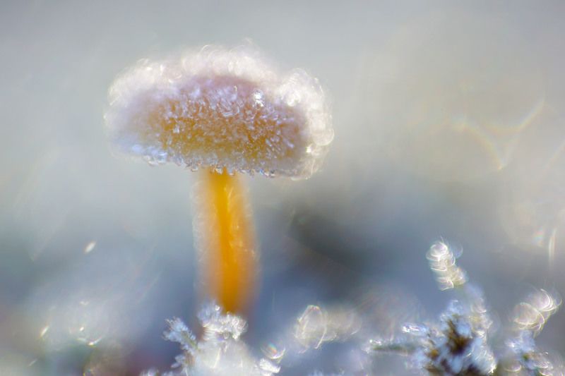 лес, поганки, гриб, осень Живописные поганки  фото превью