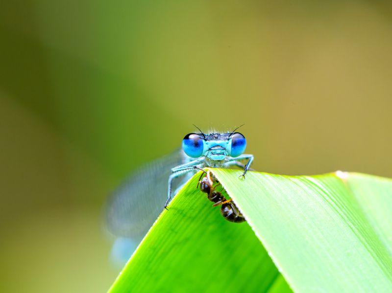 Damselfly and Ant фото превью