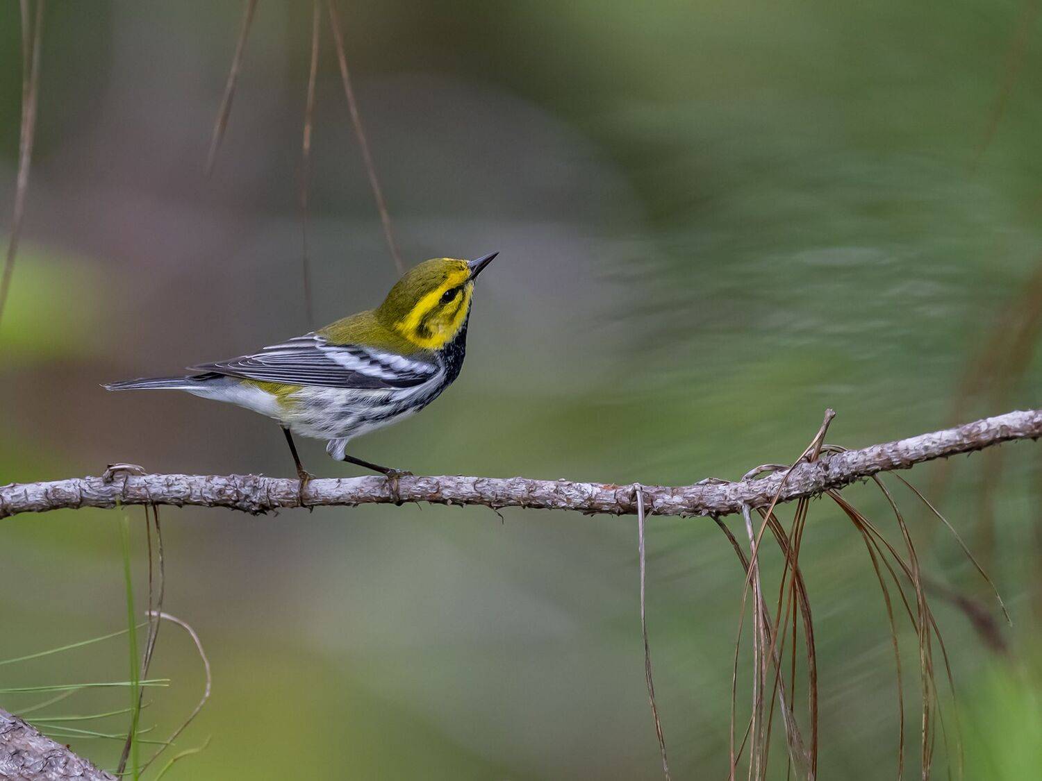 , Fernando Burgalin Sequeira