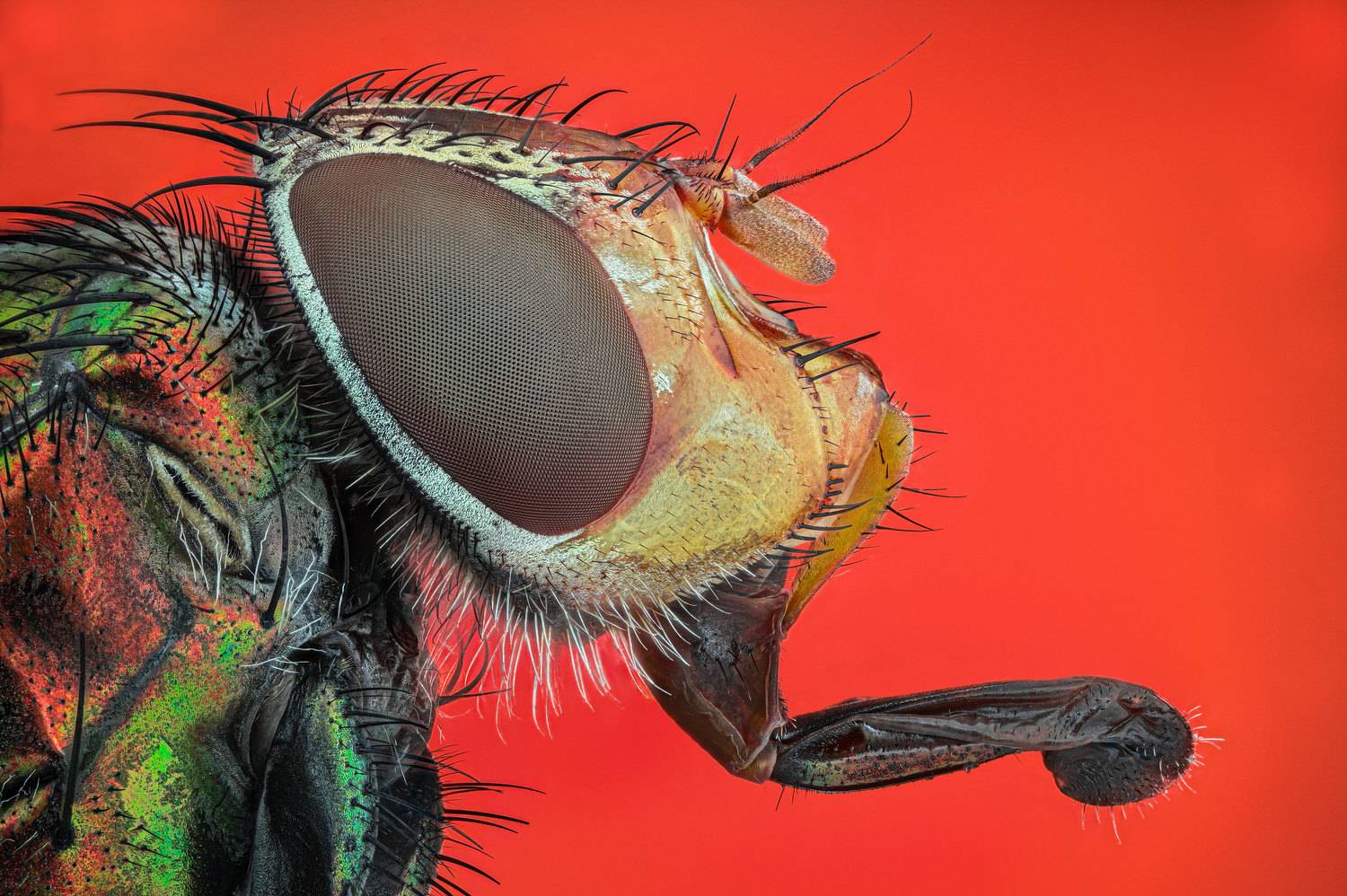 ceclii,macro,nikonz6ii, Tsvetan Ganev