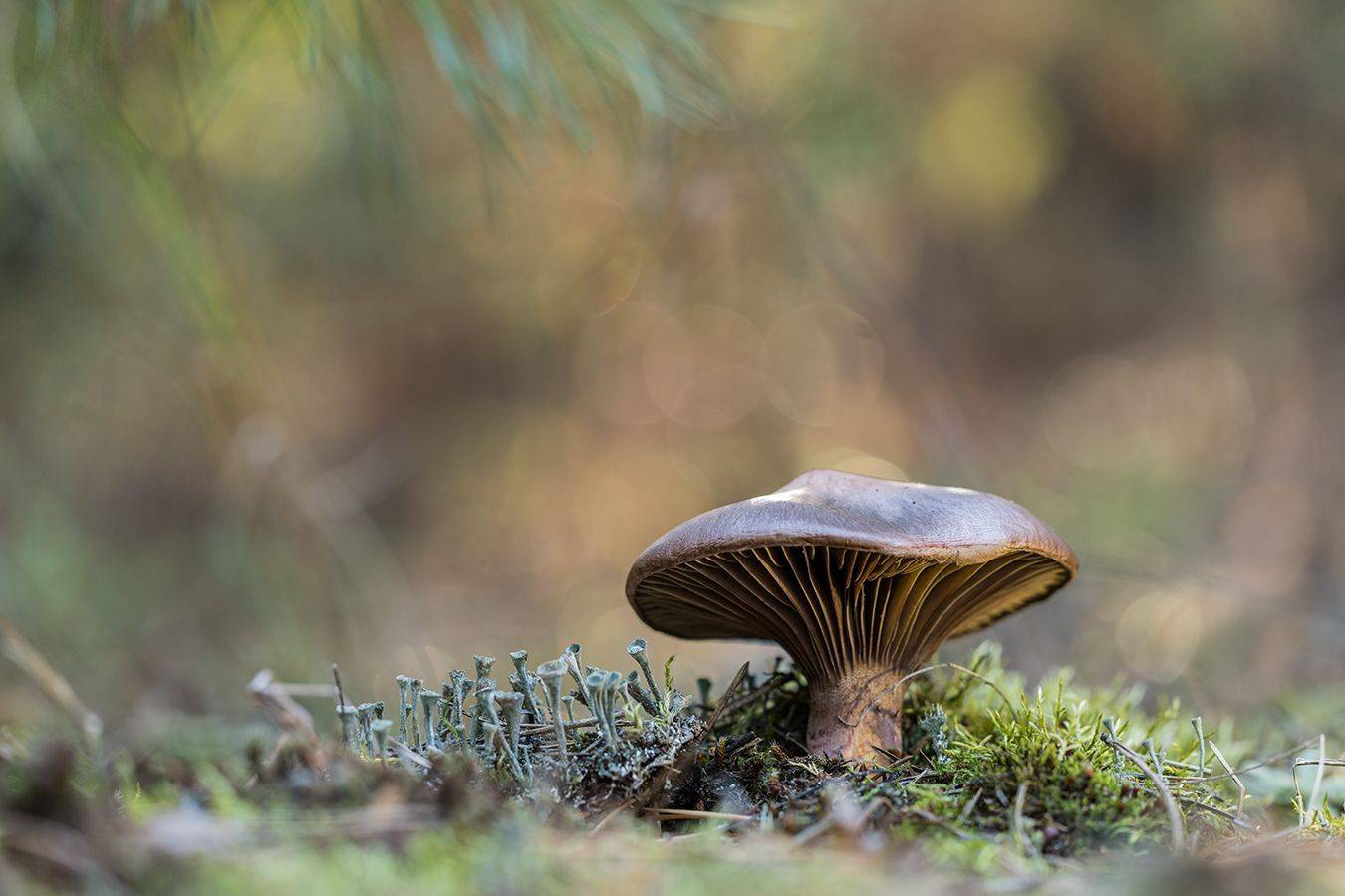 , Илья Михеев