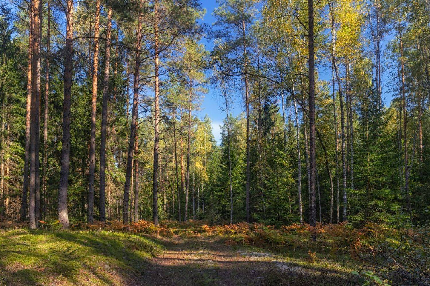 осень, лес, дорога, небо,, Сергей Шабуневич