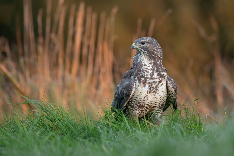 Myszak фото превью