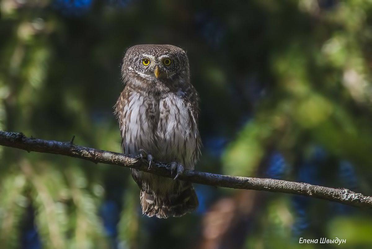 bird of prey, animal, birds, bird,  animal wildlife,  nature,  animals in the wild, eurasian pygmy owl, owl, owls, сова, сыч, сычик, воробьиный сычик, птицы, птица, совы, Елена Швыдун