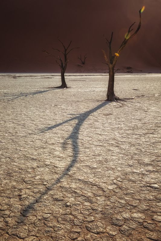 #тень, #дерево,#мертвая долина , #намибия, #африка, #дидвлей, #дюна,#озеро, #africa ,#namibia ,#tree ,#dune ,#deadvley valley ,#deadvley #lake Тень жизни фото превью