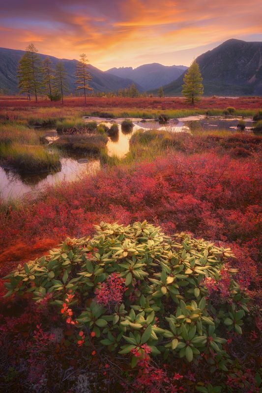 осень, колыма, озеро джека лондона Флора Колымы фото превью