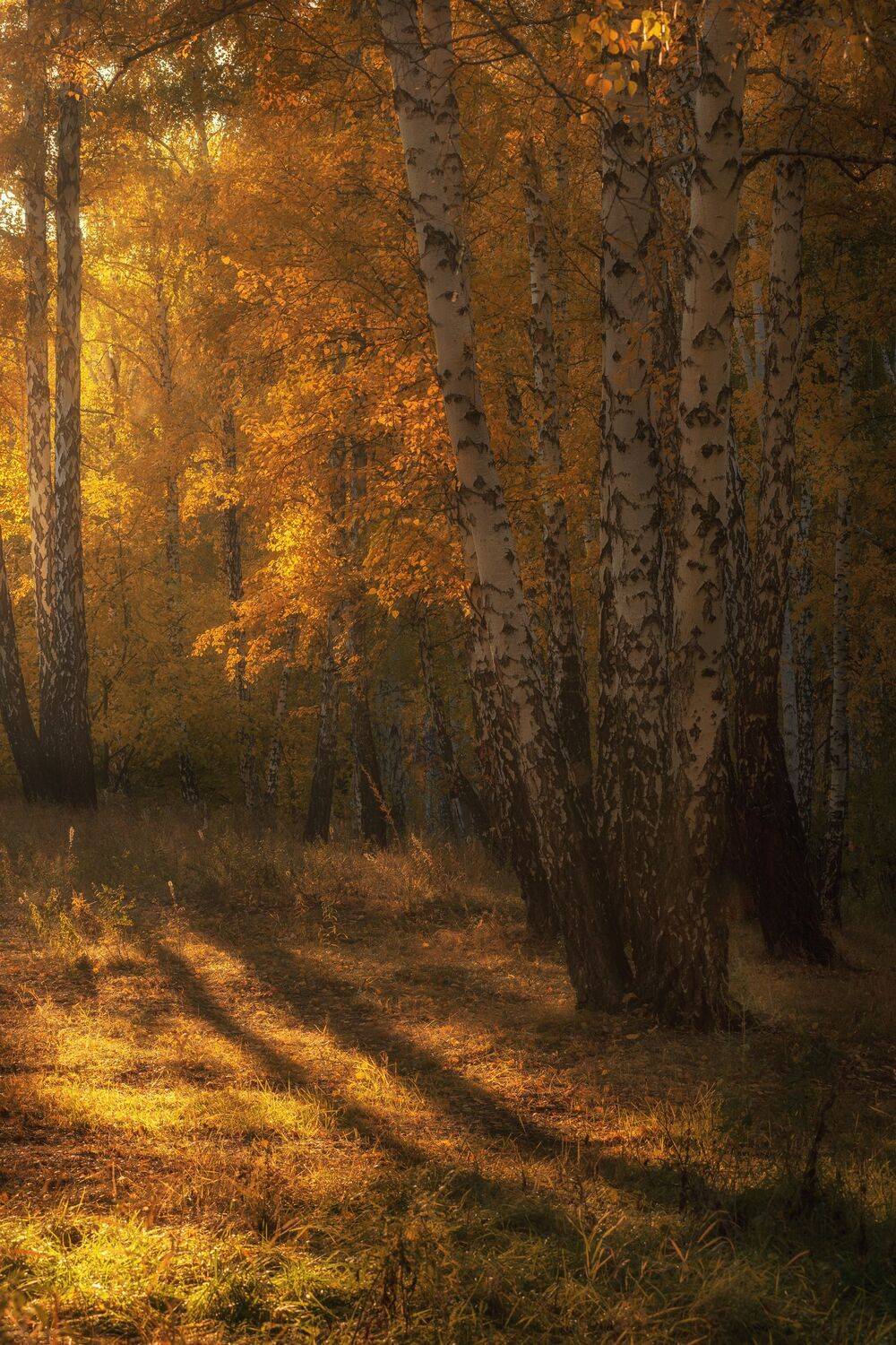 осень, пейзаж, деревья, свет, Евгений Гецев