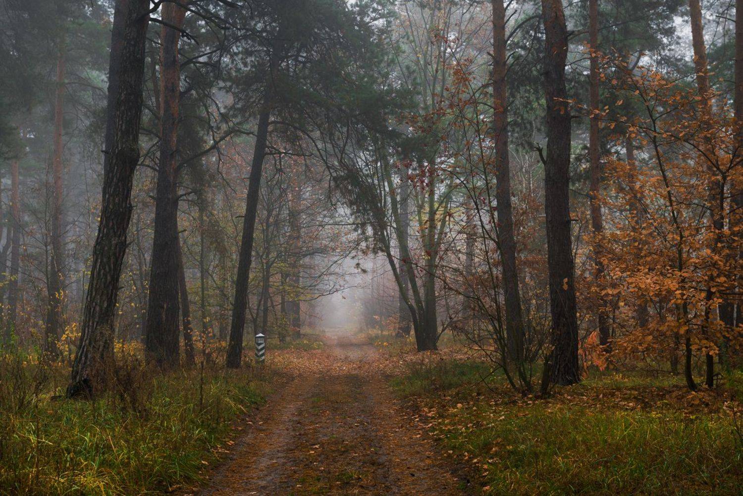 лес, осень, ноябрь, туман, Галанзовская Оксана