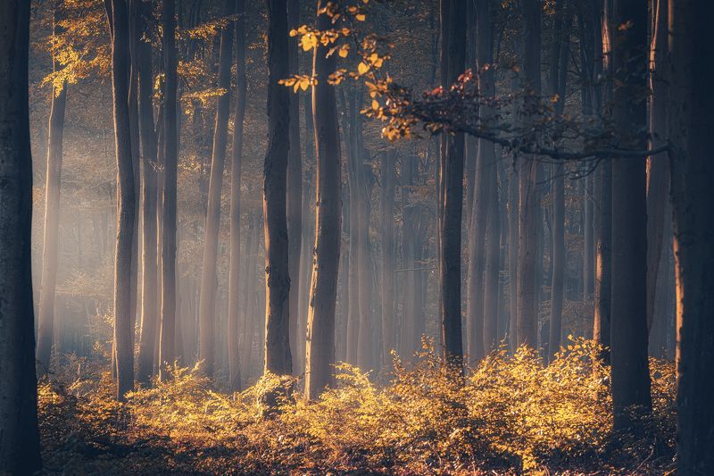 Golden forest фото превью