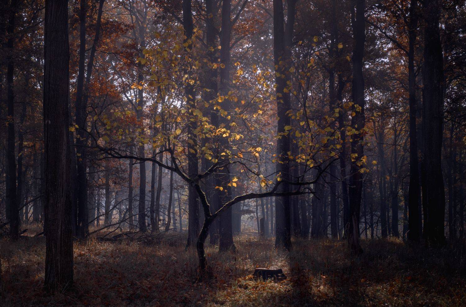 лес, свет, утро, природа, Баранов Олег