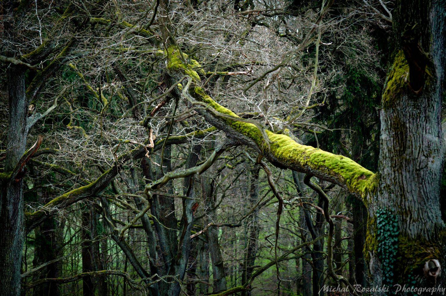 trees, ,forest, ,spring, ,green, ,landscape, ,park ,nature, ,bush,, Michal Rozalski
