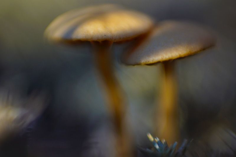 поганки, грибы, лес,осень,  Живописные поганки фото превью