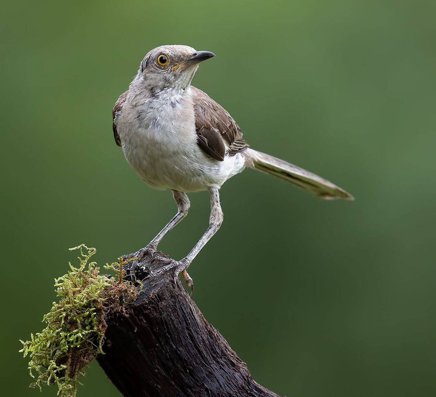 многоголосый пересмешник, northern mockingbird, пересмешник, Elizabeth Etkind