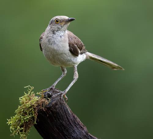 Многоголосый пересмешник - Northern Mockingbird