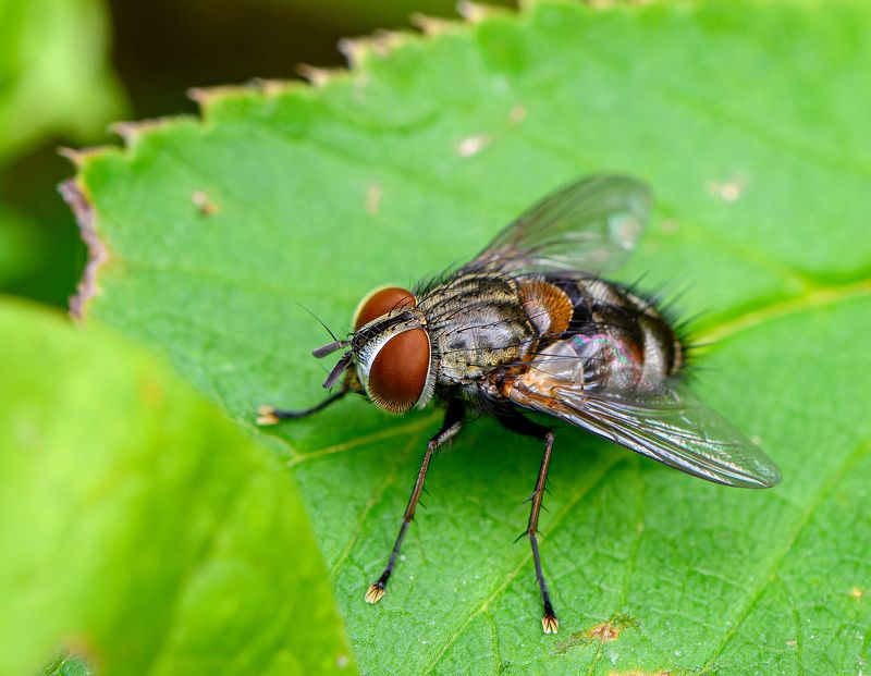 Stable fly фото превью