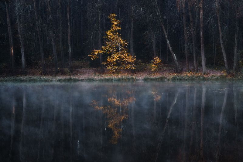 осень, дерево, туман Успеть поймать осень фото превью